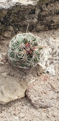 Coryphantha clavata