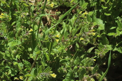 Nonea lutea