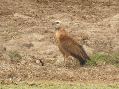 Busarellus nigricollis