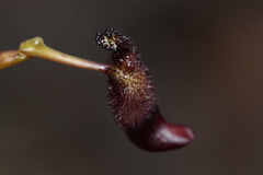 Drakaea gracilis