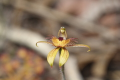 Caladenia discoidea