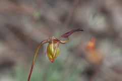 Caleana nigrita