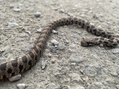 Pantherophis ramspotti