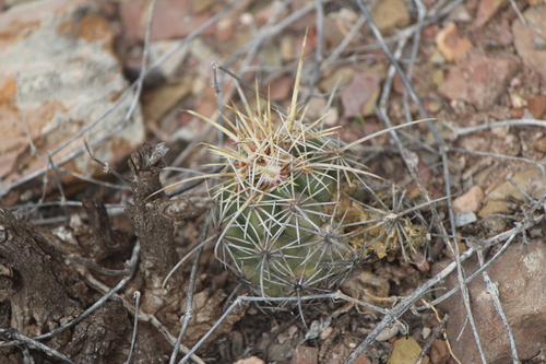 Thelocactus leucacanthus