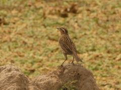 Leistes superciliaris