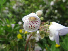 Jovellana punctata