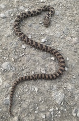 Pantherophis ramspotti