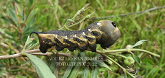 Xylophanes falco