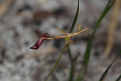 Drakaea gracilis