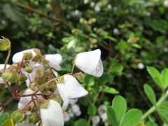 Jovellana punctata