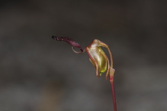 Caleana nigrita