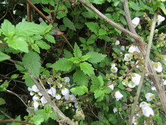 Jovellana punctata