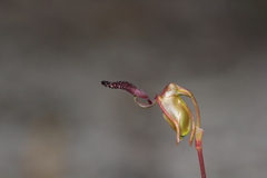 Caleana nigrita