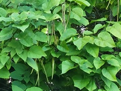 Catalpa bignonioides