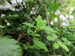 Jovellana punctata