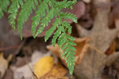 Dryopteris carthusiana
