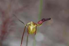 Caleana nigrita