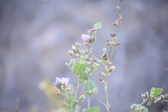 Malacothamnus fasciculatus