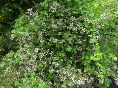 Jovellana punctata