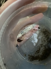 Glossiphoniidae