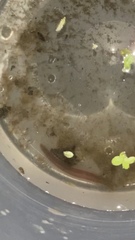 Glossiphoniidae