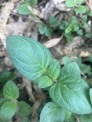 Parietaria debilis