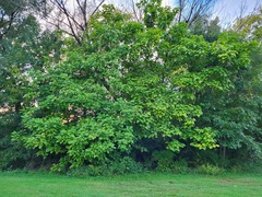 Catalpa bignonioides