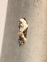 Acleris nivisellana