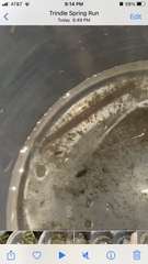Glossiphoniidae