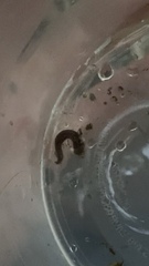 Glossiphoniidae