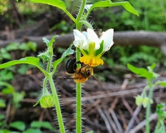 Cadeguala occidentalis