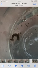 Glossiphoniidae