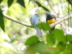 Trogon melanocephalus