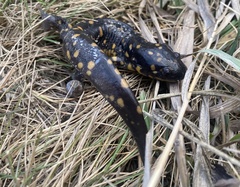 Ambystoma tigrinum
