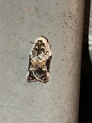Acleris nivisellana
