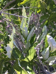 Spinoliva ilicifolia