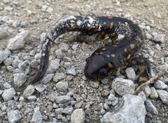 Ambystoma tigrinum