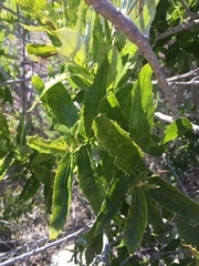 Spinoliva ilicifolia