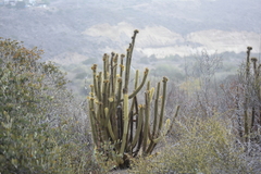 Bergerocactus emoryi
