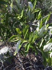 Spinoliva ilicifolia