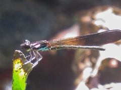 Heliocypha biseriata