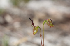 Caleana nigrita