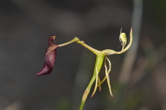 Drakaea gracilis