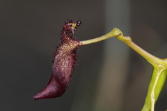 Drakaea gracilis