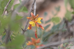 Hoffmannseggia gladiata