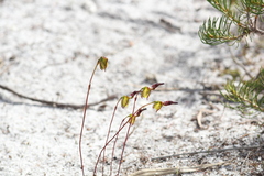 Caleana nigrita