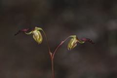 Caleana nigrita
