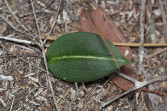 Cryptostylis ovata