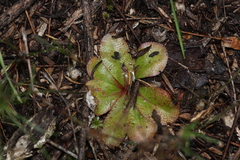 Drosera rosulata