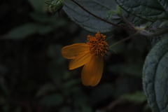 Wamalchitamia williamsii